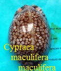 Cypraea maculifera maculifera, Schilder 1932